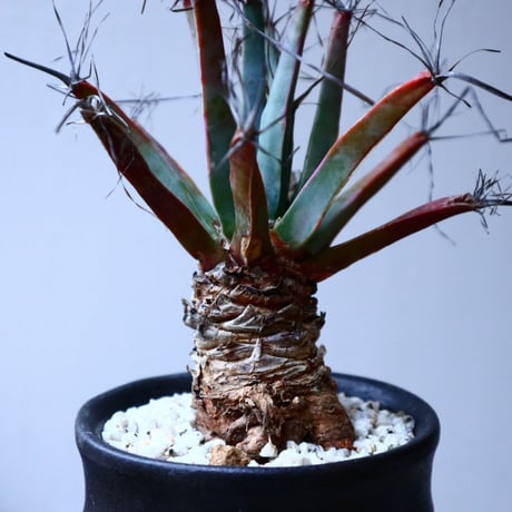 レウクテンベルギア  晃山    Leuchtenbergia principis  no.20346