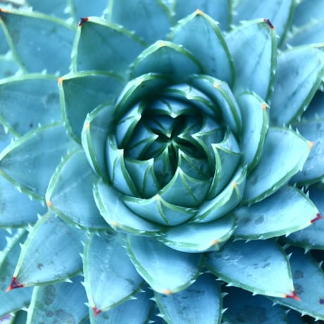 アロエ   ポリフィラ    Aloe polyphylla  no.30101