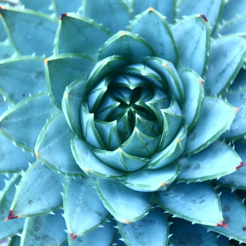 アロエ ポリフィラ Aloe polyphylla no.30101 | 芽の巣山 アロエ ポリフィラ Aloe polyphylla no.30101 | 芽の巣山