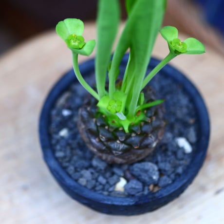 ユーフォルビア  鉄甲丸／Euphorbia bupleurifolia   no.11609