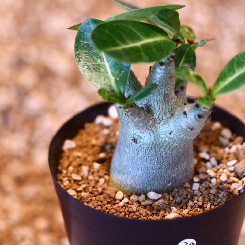 アデニウム アラビカム / Adenium arabicum no.51438 | 芽の巣山