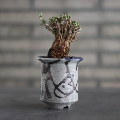 Ceraria pygmaea × Norikatsu Sato (3.5号)  no.907-31