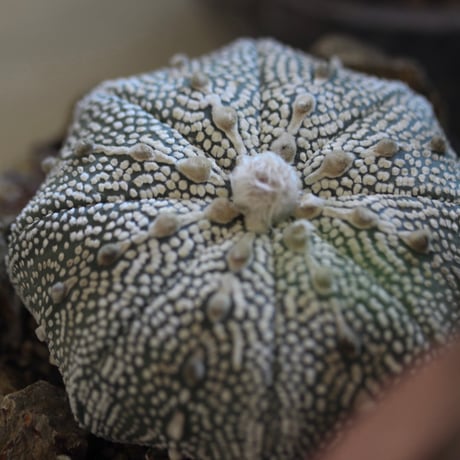 Astrophytum asterias 'Miracle-Kabuto' × たけろうポット　no.112-17