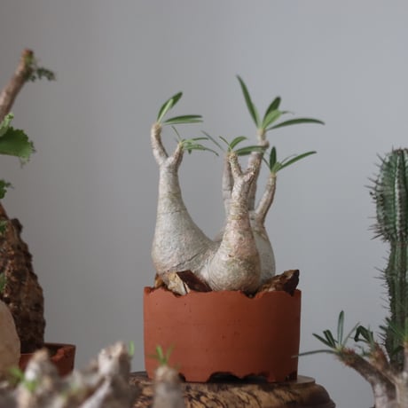 Pachypodium gracilius × N/OH    no.51228