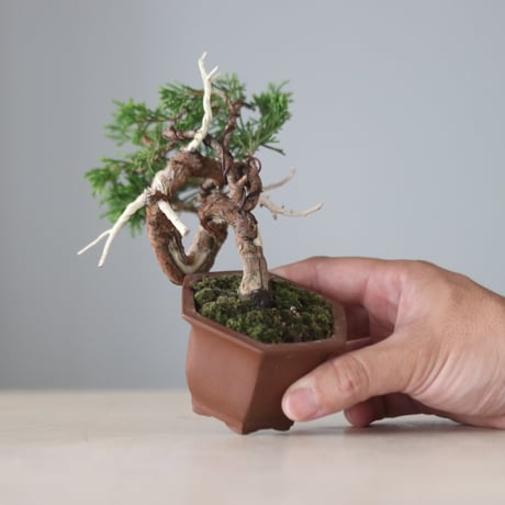 真柏 / YOSHIZAWA3-SHOHINBONSAI   no.71412