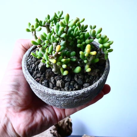 チレコドン   スカエフェリアヌス    Tylecodon schaeferanus  No.027