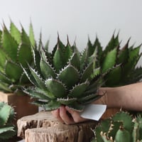 U.S. horrida (Agave horrida) / Style of Chika　no.1203-55