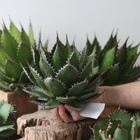 U.S. horrida (Agave horrida) / Style of Chika　no.1203-55