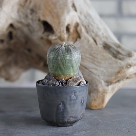 Euphorbia Obesa × Kazuhiro Arima (2.5号)  no.629-46