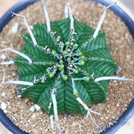 ユーフォルビア  バリダ♂／Euphorbia valida    no.40383