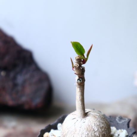 ユーフォルビア アンボンベンセ   Euphorbia sp.  Ambonbense   no.72109