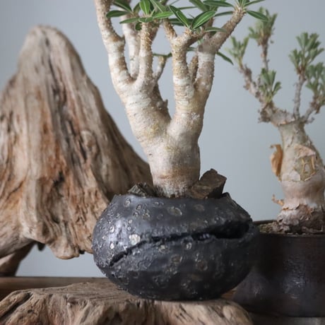 Pachypodium Makayense × Akira Matsuda / PLANETX  no.63003