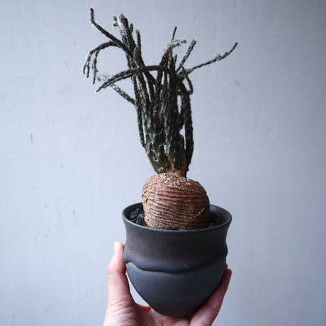 プテロカクタス ツベローサス   黒竜     Pterocactus tuberosus   no.122215