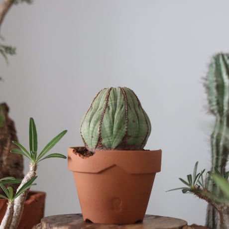 Euphorbia obesa  × YAMABACHI var. N/OH  no.51209