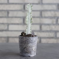 Euphorbia lactea × takero pot (3号)  no.621/38