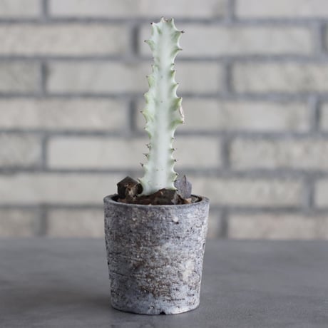 Euphorbia lactea × takero pot (3号)  no.621/38