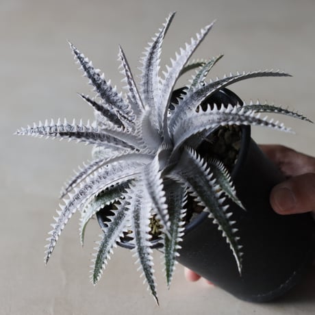 Dyckia 'Bakers Domain' x 'Super Arizona' Shidoku_Plants Hybrid / (3.5号鉢)  no.913/59