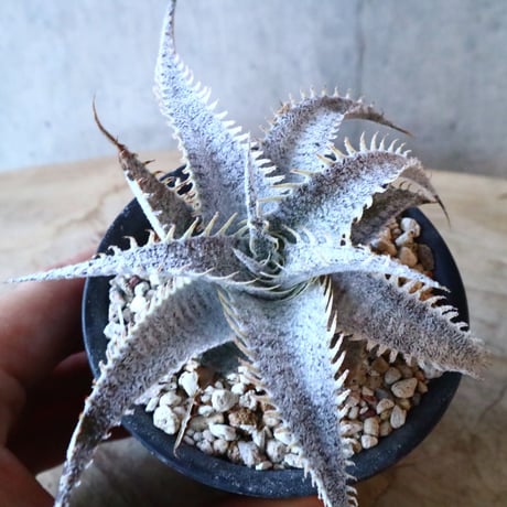 Dyckia mariner-lapstollei var estevesii.    002