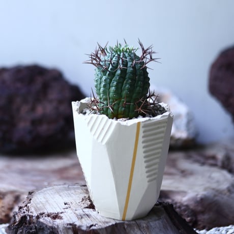 群星冠 Euphorbia stellispina  no.022