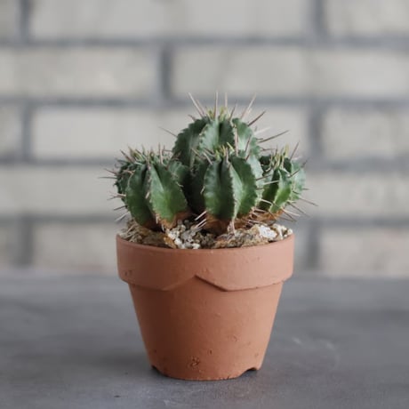Euphorbia meloformis (メロフォルミス) / T.W. × YAMABACHI (3号) no.329/10
