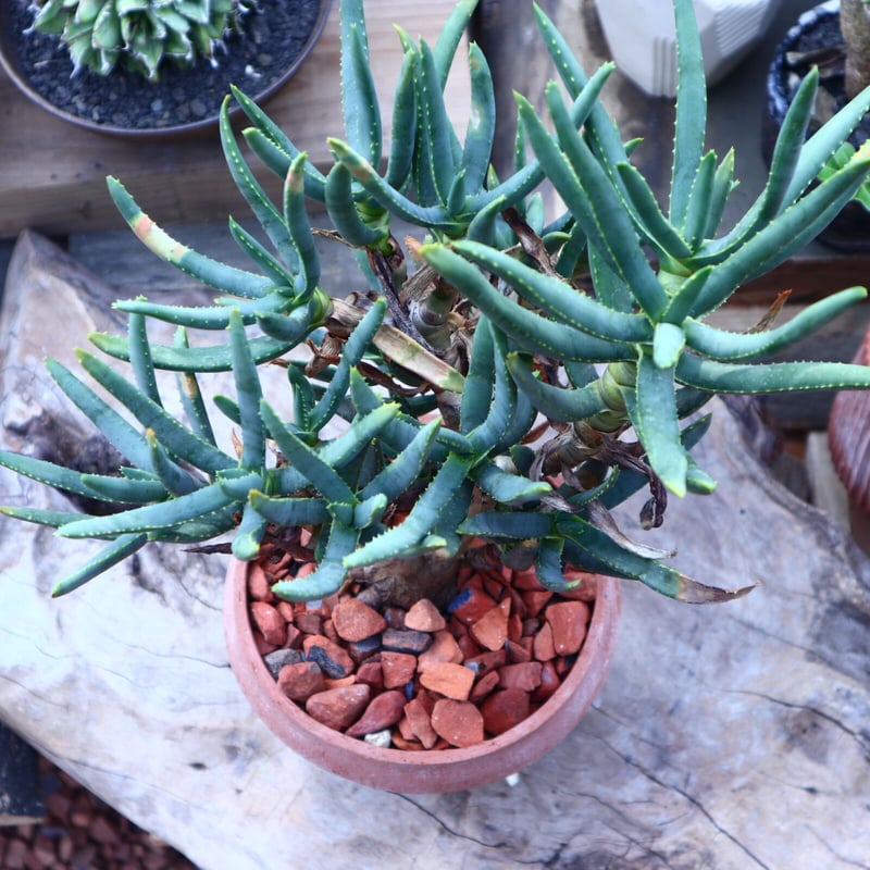 アロエ ラモシシマ Aloe ramosissima no.41815 |