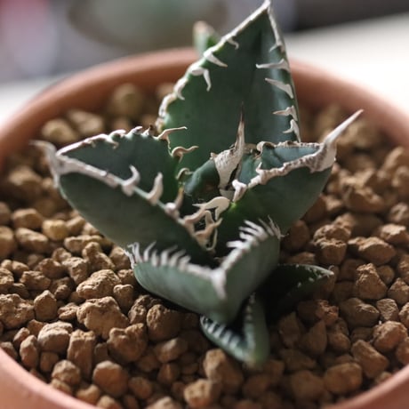 Agave titanota South African Diamond "SAD" × YAMABACHI var. N/OH  no.912-11
