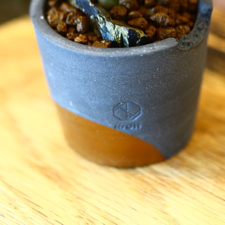 N/OH × Othonna euphorbioides   no.111917