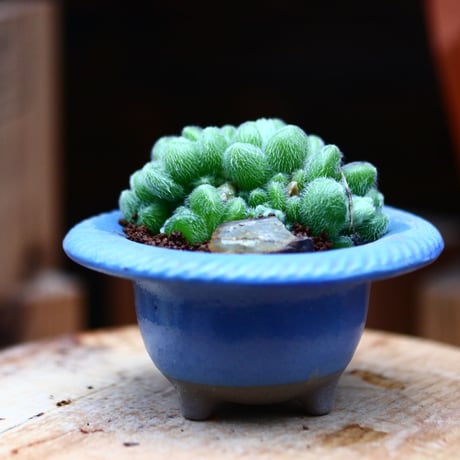 セダム  モシニアナム (新ヒントニー)／Sedum mocinianum   no.10932