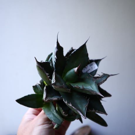 アガベ   チタノタ   FO-76    Agave titanota  "FO-76"   no.42816