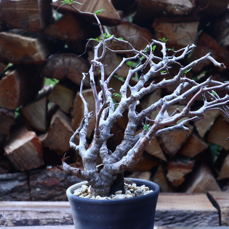 センナ メリディオナリス 6 センナ メリディオナリス Senna meridionalis no.41806 | 芽の巣山