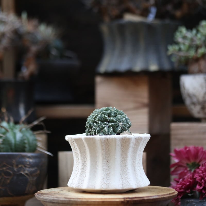 サボテン：アズテキウム 花籠（はなかご）ダブルヘッド 自根*幅6cm