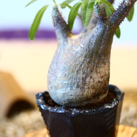 N/OH × Pachypodium  gracilius    no.61832