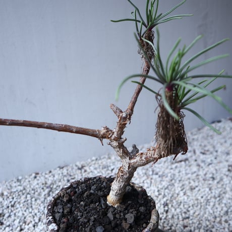 セネキオ  バル ベルトニクス   Senecio barbertonicus   no.122207