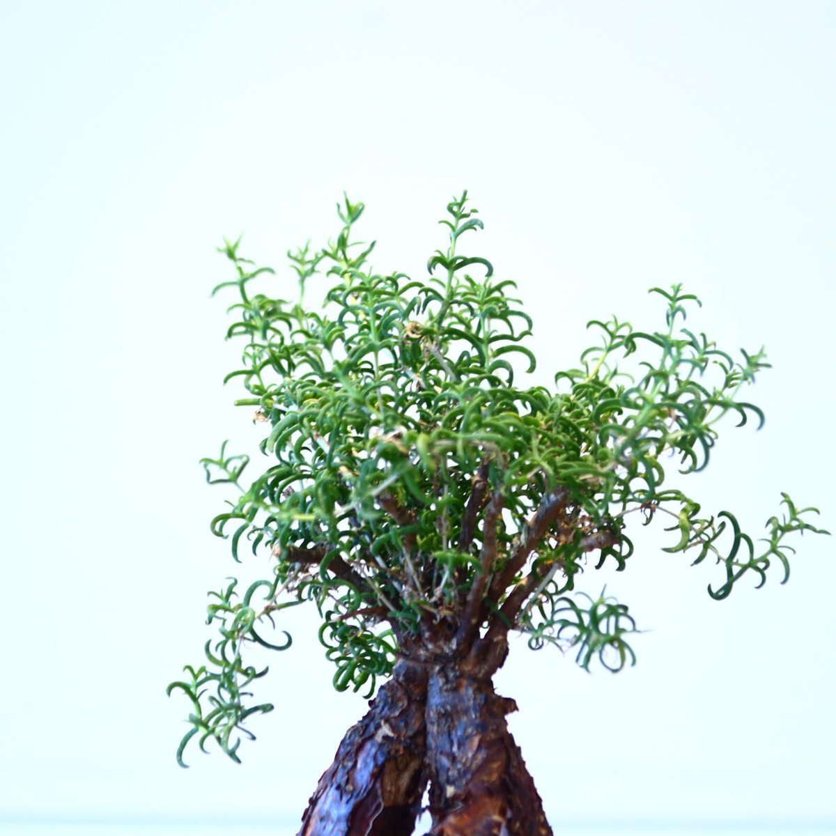 詞*様 産地情報付きMestoklema arboriforme メストクレマ アルボリフォルメ / Mestoklema arboriforme no.43