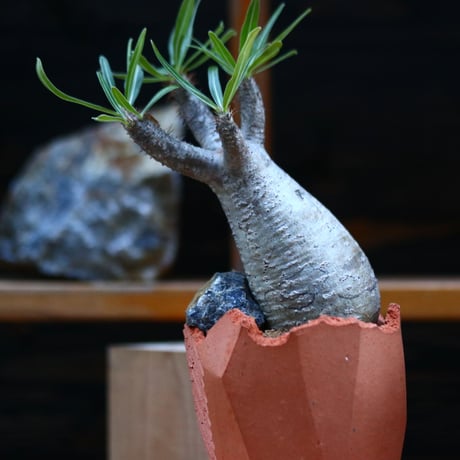 パキポディウム  グラキリス／Pachypodium  gracilius       no.12348