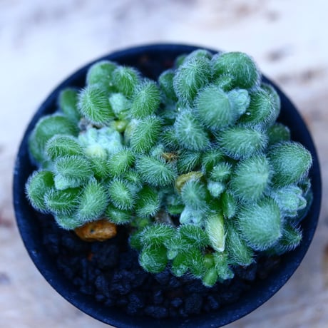 セダム  モシニアナム (新ヒントニー)／Sedum mocinianum   no.10930