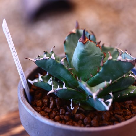 YAMABACHI ver. takero pot × Agave titanota dwarh   no.102240