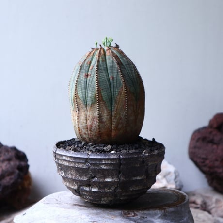 ユーフォルビア  オベサ ♀　Euphorbia obesa　no.90117