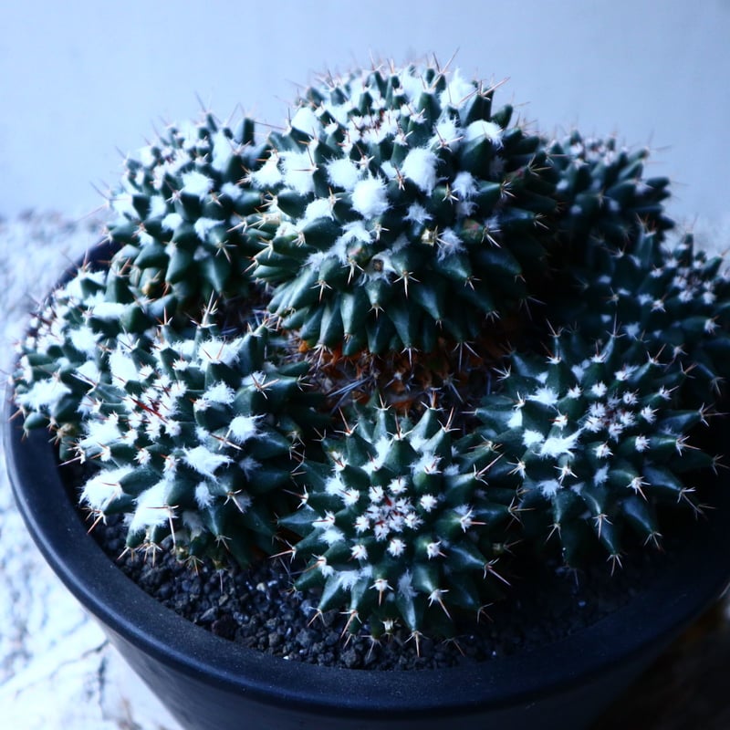 マミラリア ブカレンシス Mammillaria bucareliensis no.12152
