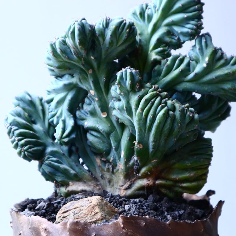 竜神木綴化 no.12607 | 芽の巣山