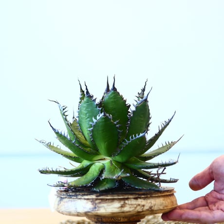 Agave horrida / Style of Chika   no.1015/10