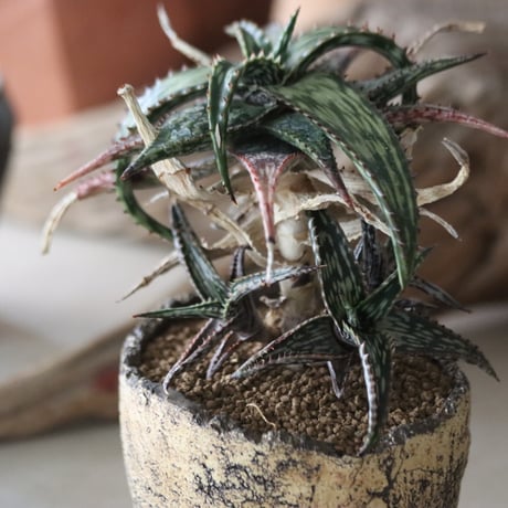 Aloe somaliensis × Kaori Ono / humanity pot   no.63028