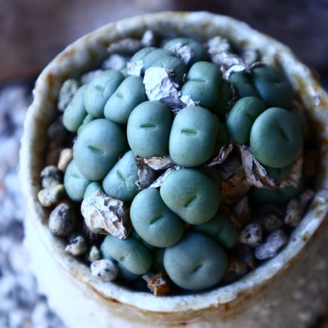 コノフィツム   ペアルソニー Conophytum pearsonii  no.117