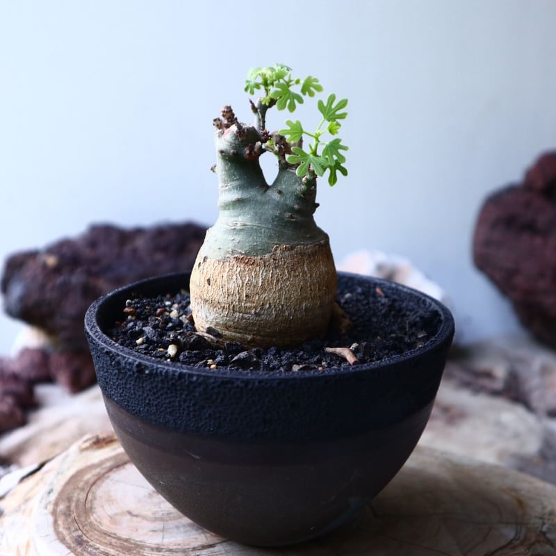 アデニア グラウカ Adenia glauca no.016 | 芽の巣山
