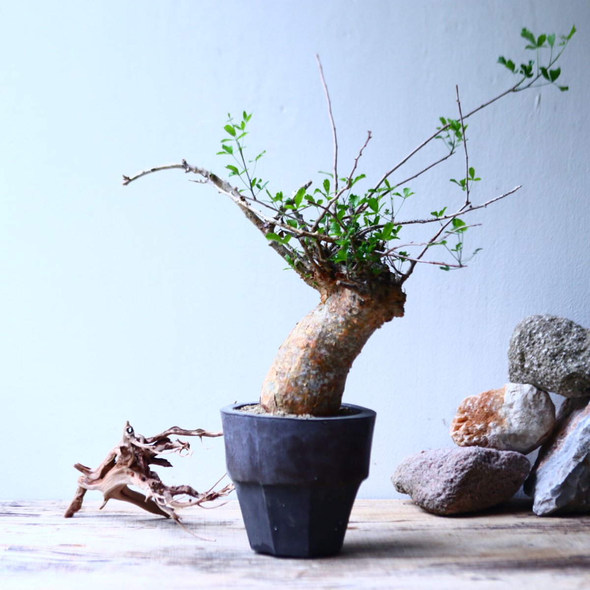 コミフォラ　フンベルティ　盆栽　白肌 コミフォラ フンベルティ | hanayoshi-botanical