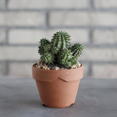 Euphorbia susannae (スザンナエ) / South Africa / T.W. × YAMABACHI (3号) no.329/14