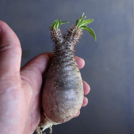 パキポディウム グラキリス 抜苗  Pachypodium rosulatum var. gracilius no.100626