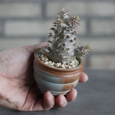 Pachypodium makayense × TAKERO NO TORUKO (2.5号)  no.419/92