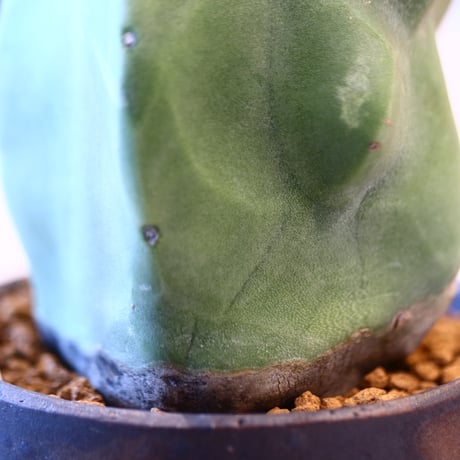 Lophocereus schottii × YAMABACHI var. takero pot   no.123134