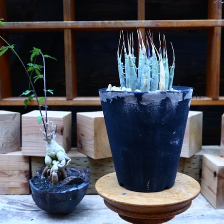 アガベ  ユタエンシス  エボリスピナ／Agave uthaensis var. eborispina     no.70409